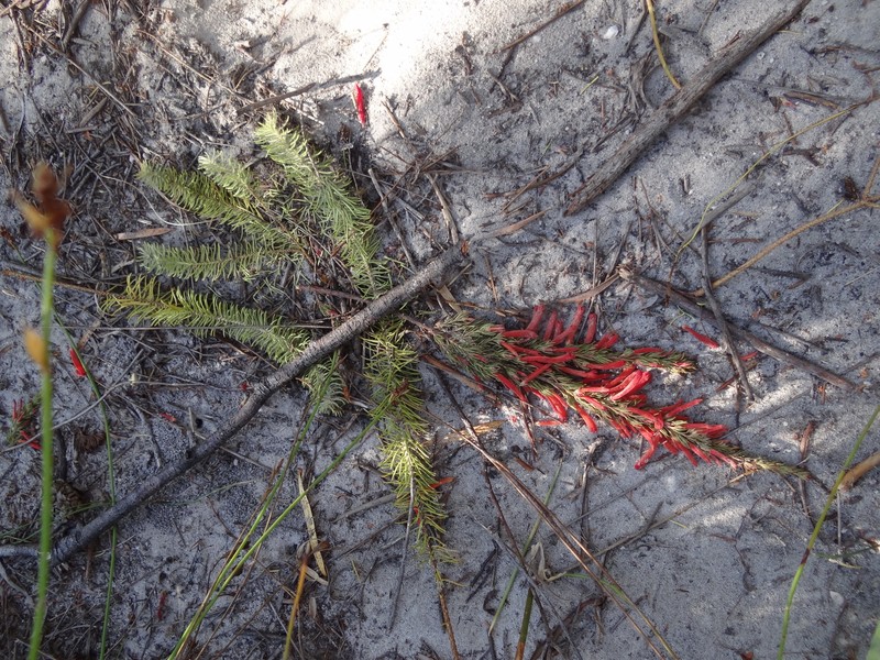 Erica pillansii subsp. pillansii