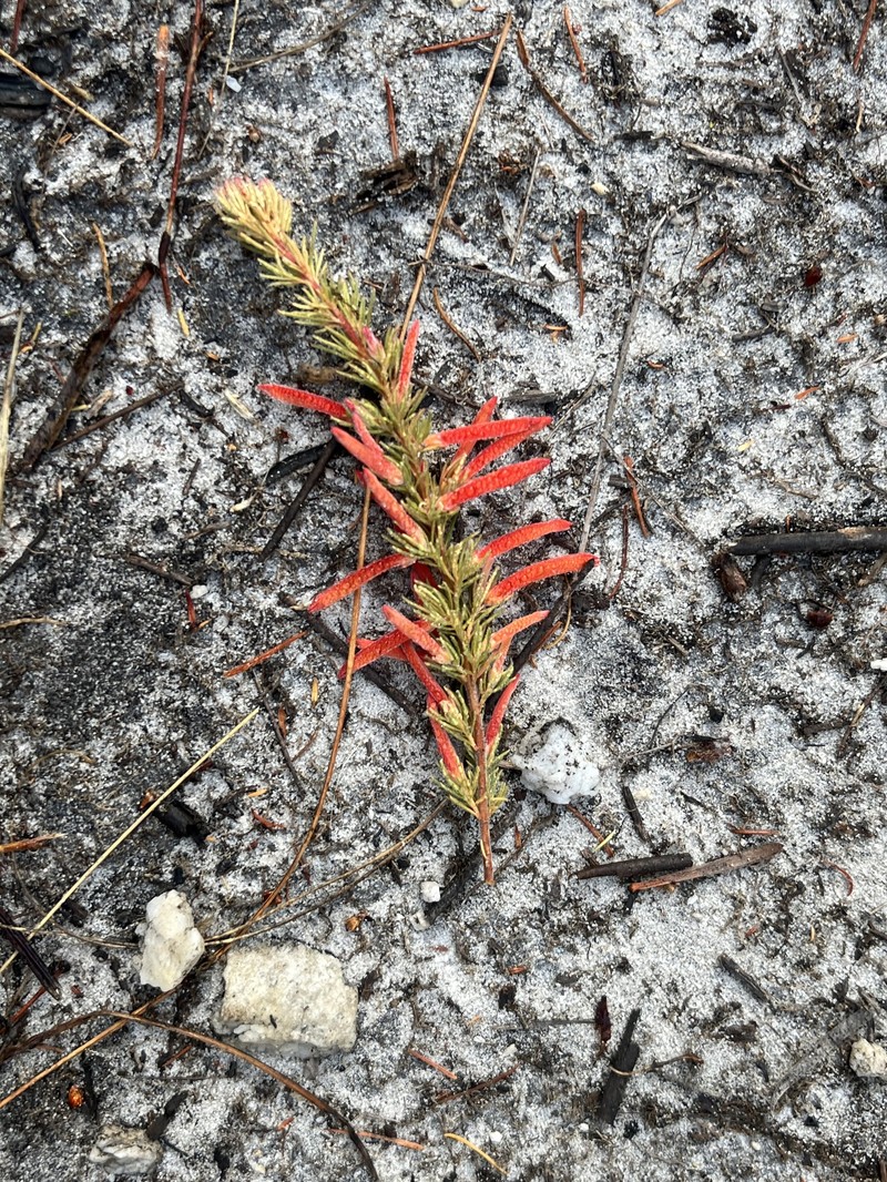 Erica pillansii subsp. pillansii photo 2