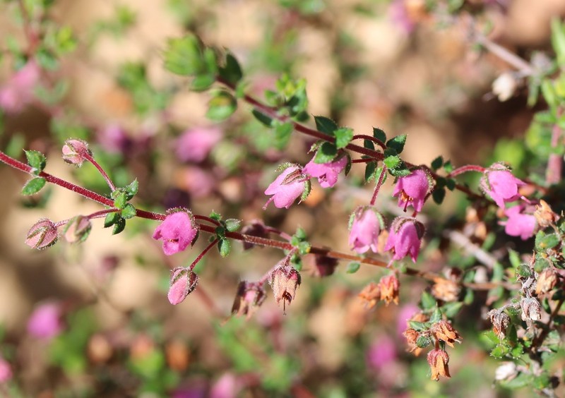 Erica planifolia var. planifolia