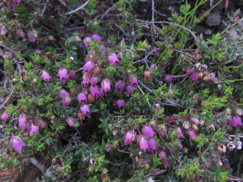 Erica planifolia var. planifolia photo 2