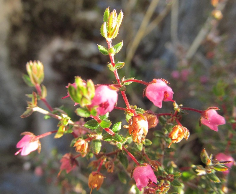 Erica planifolia var. planifolia photo 3