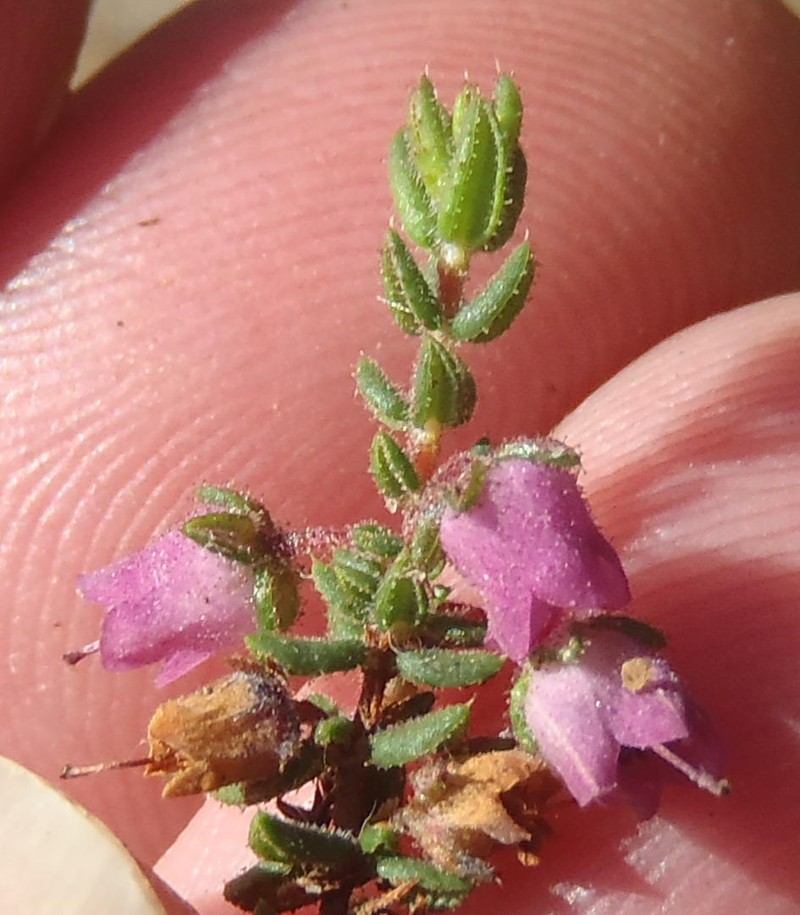 Erica planifolia var. planifolia photo 4