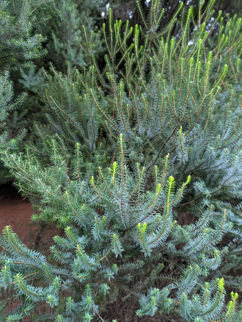 Erica platycodon subsp. platycodon