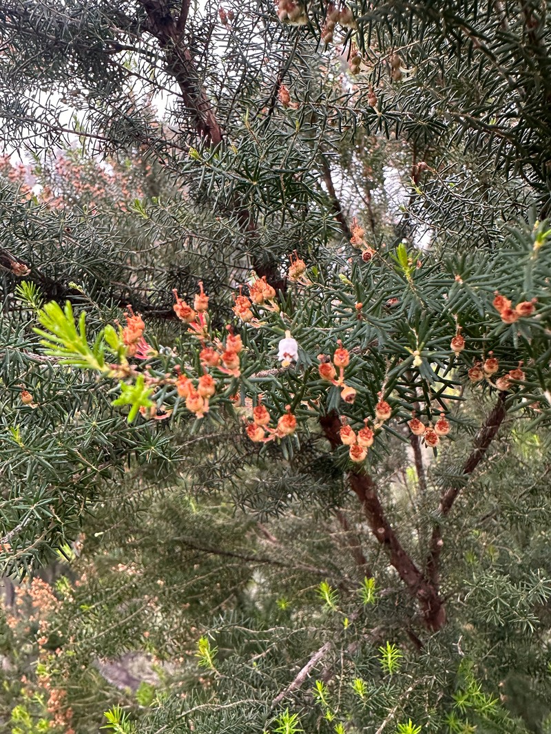 Erica platycodon subsp. platycodon photo 2