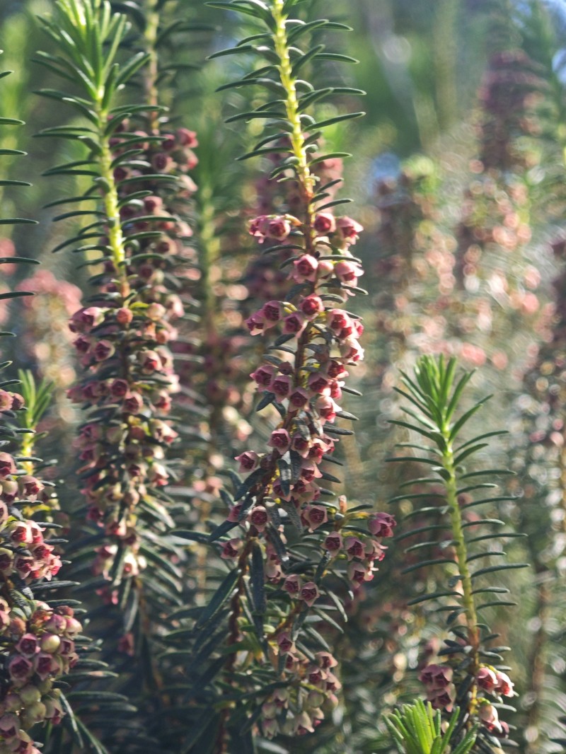 Erica platycodon subsp. platycodon photo 3