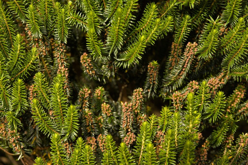 Erica platycodon subsp. platycodon photo 4