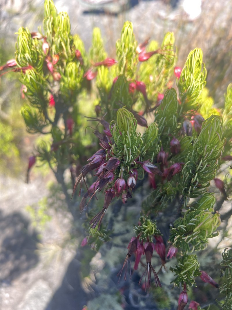 Erica plukenetii subsp. plukenetii photo 2