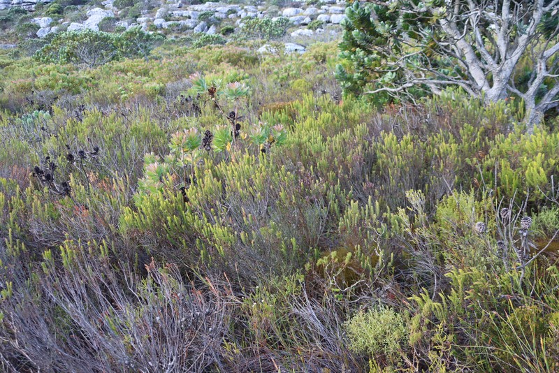 Erica plukenetii subsp. plukenetii photo 3