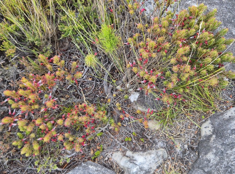 Erica plukenetii subsp. plukenetii photo 4