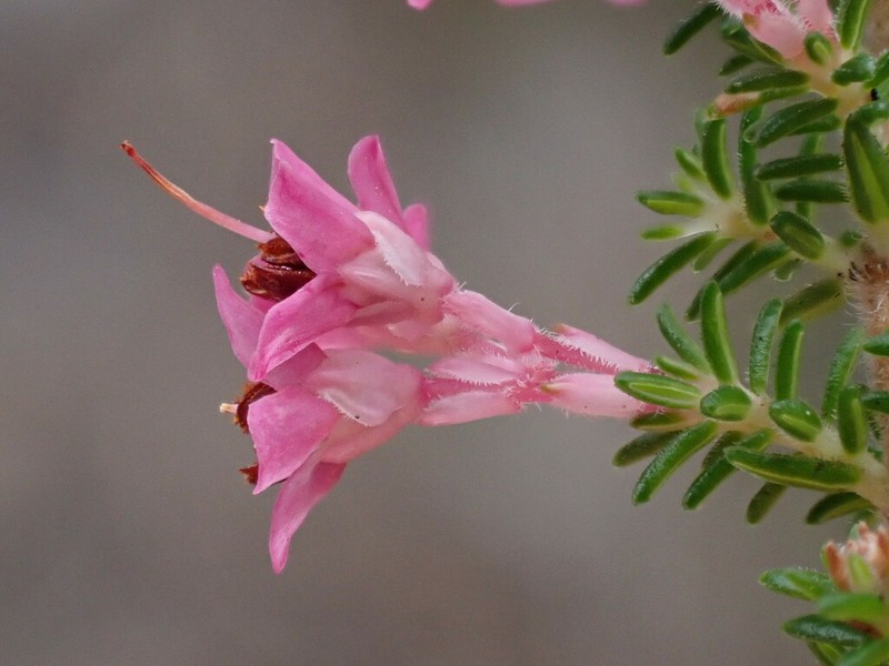 Erica poculiflora