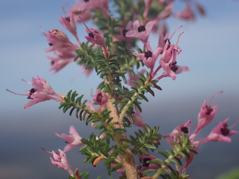 Erica poculiflora photo 2