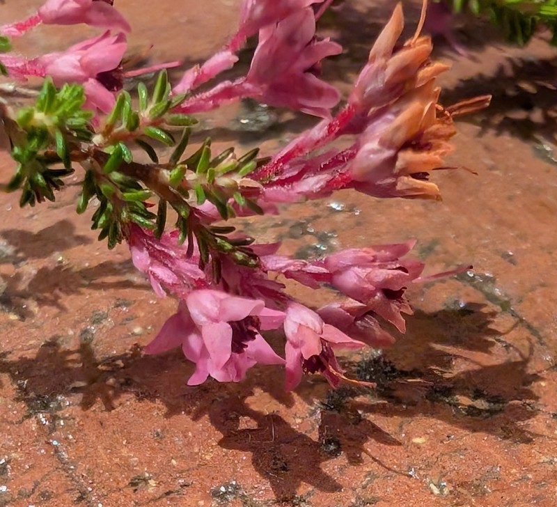 Erica poculiflora photo 3
