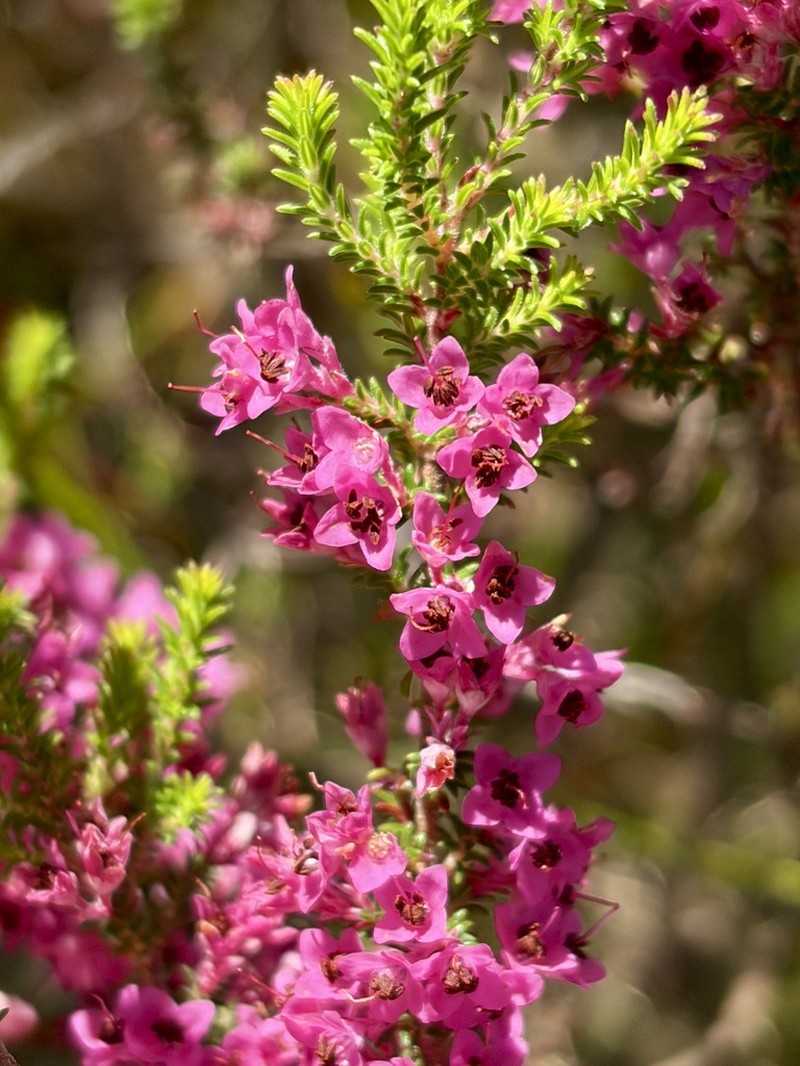 Erica poculiflora photo 4