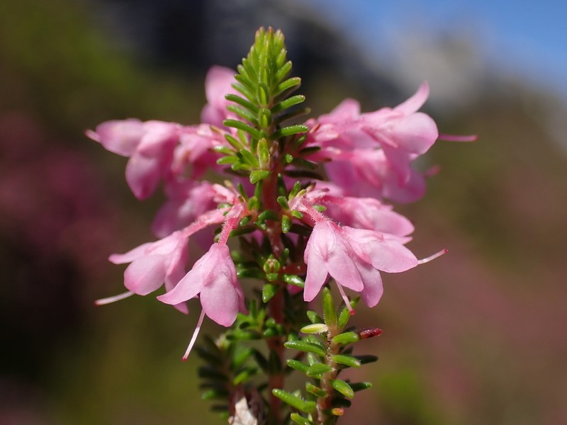 Erica poculiflora photo 5