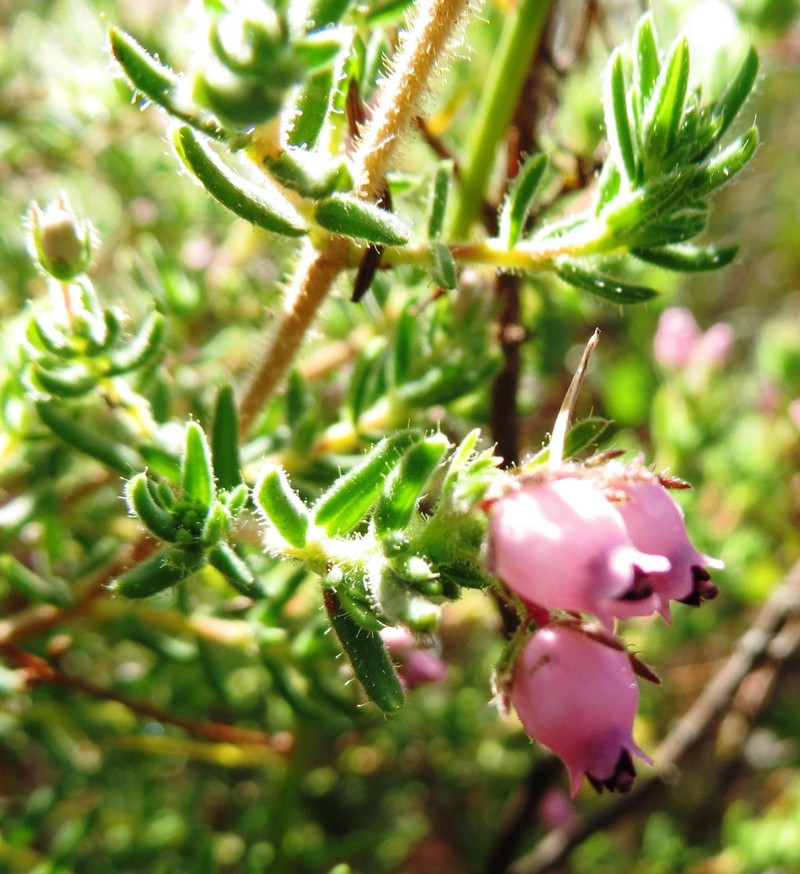Erica pubescens var. pubescens