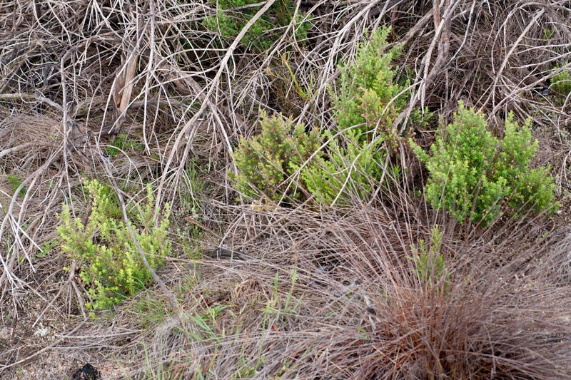 Erica pubescens var. pubescens photo 2