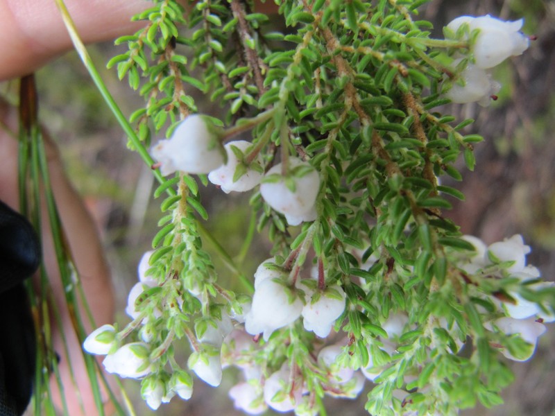 Erica pubescens var. pubescens photo 3