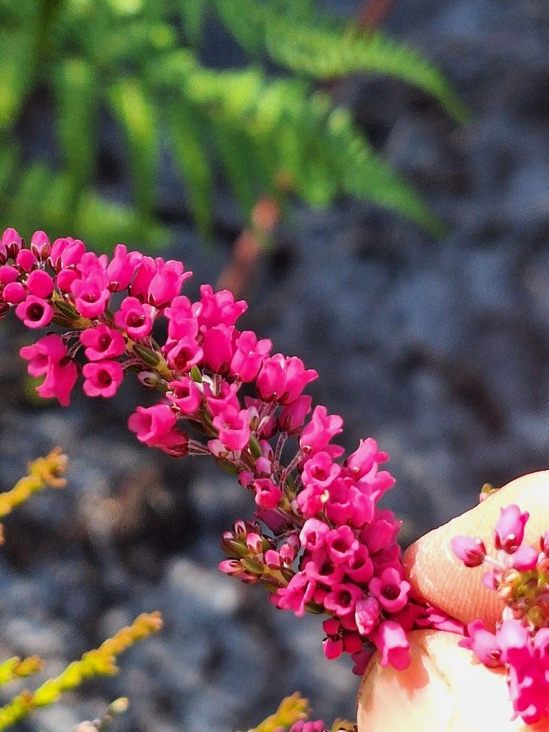 Erica pulchella var. pulchella