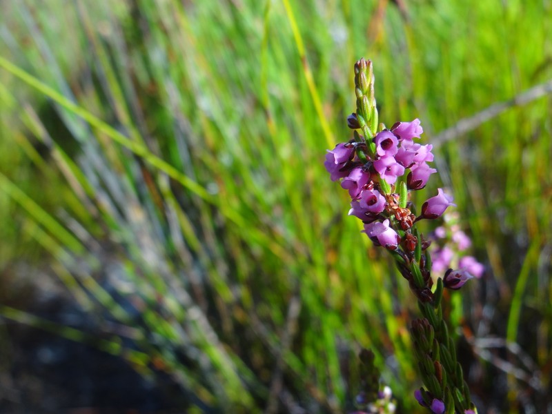 Erica pulchella var. pulchella photo 2