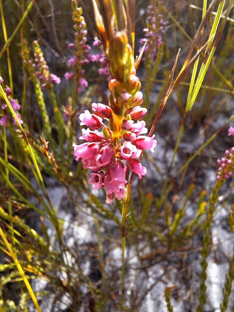 Erica pulchella var. pulchella photo 4