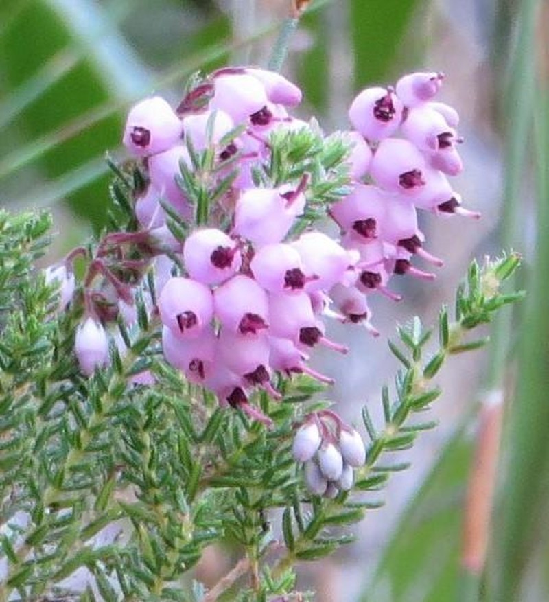 Erica racemosa var. racemosa