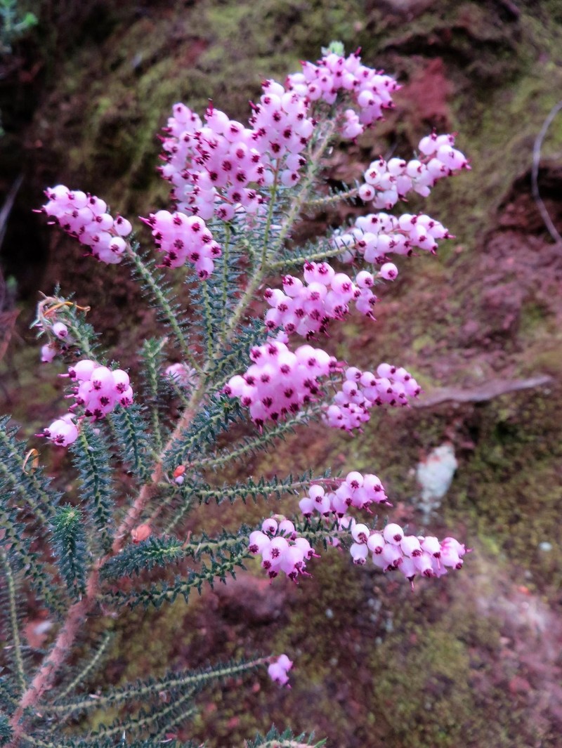 Erica racemosa var. racemosa photo 2