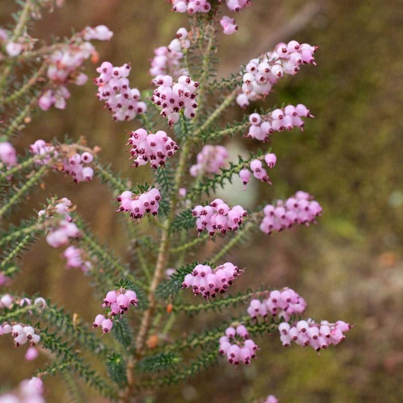 Erica racemosa var. racemosa photo 3