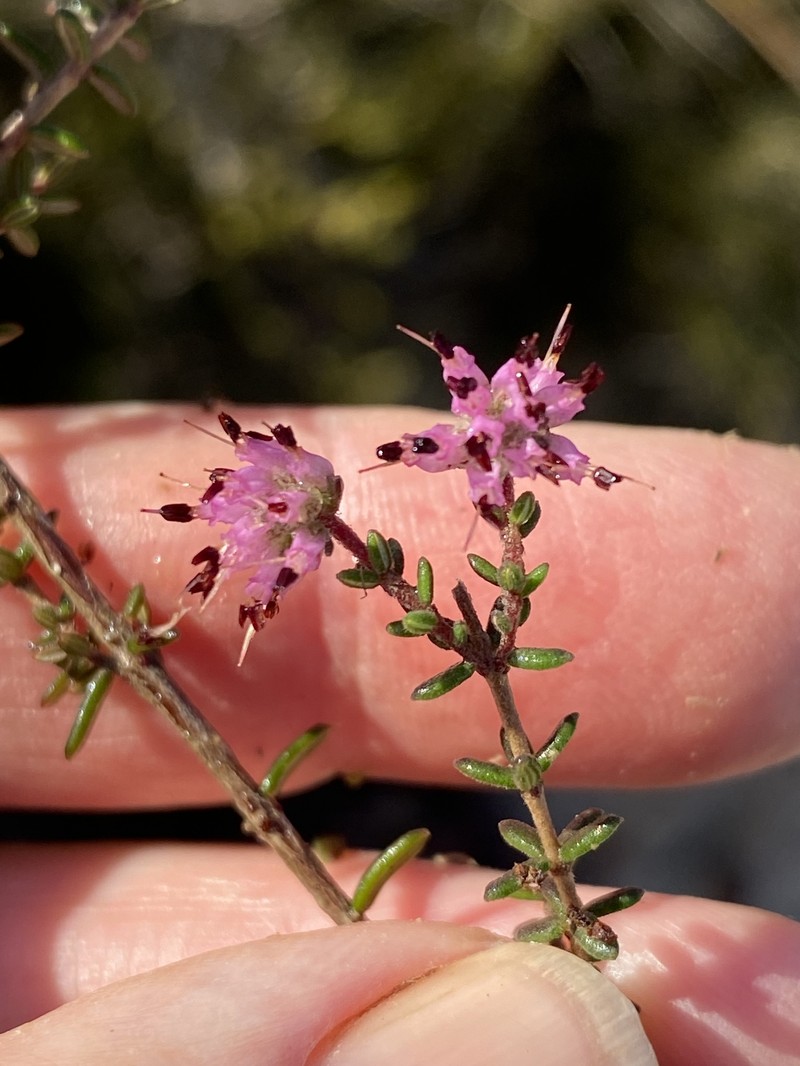 Erica radicans subsp. radicans