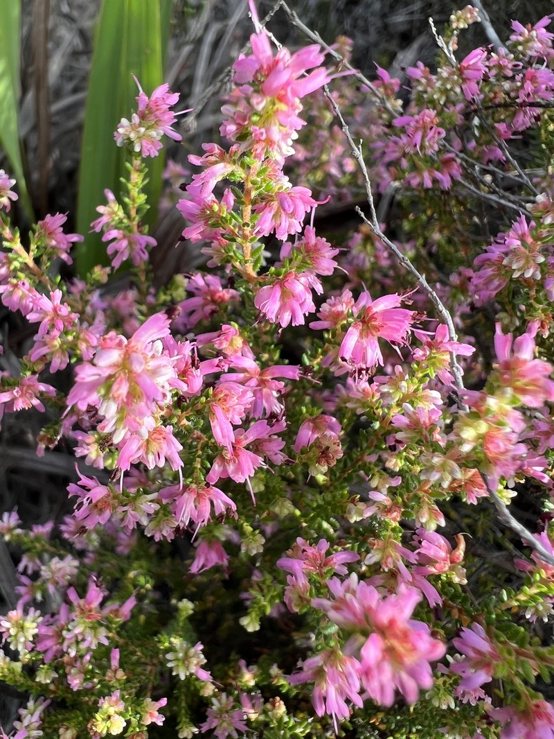 Erica radicans subsp. radicans photo 2