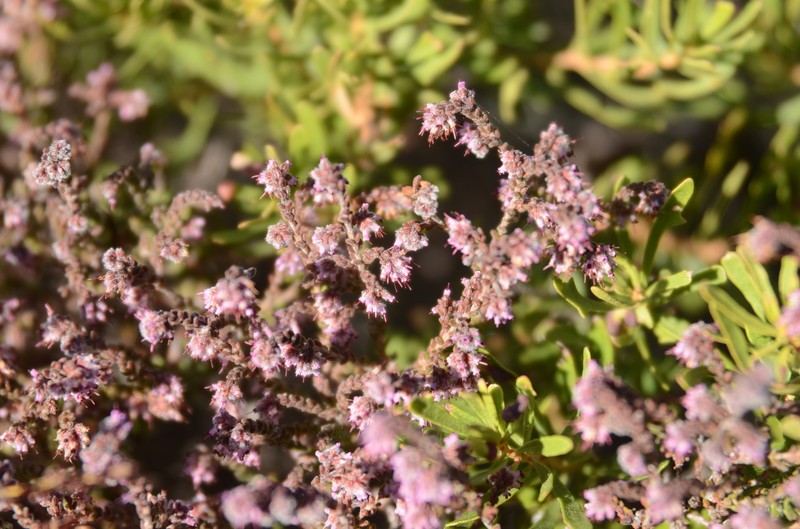 Erica radicans subsp. radicans photo 4