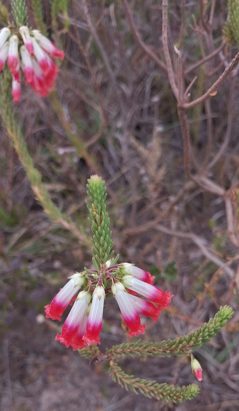 Erica regia subsp. regia