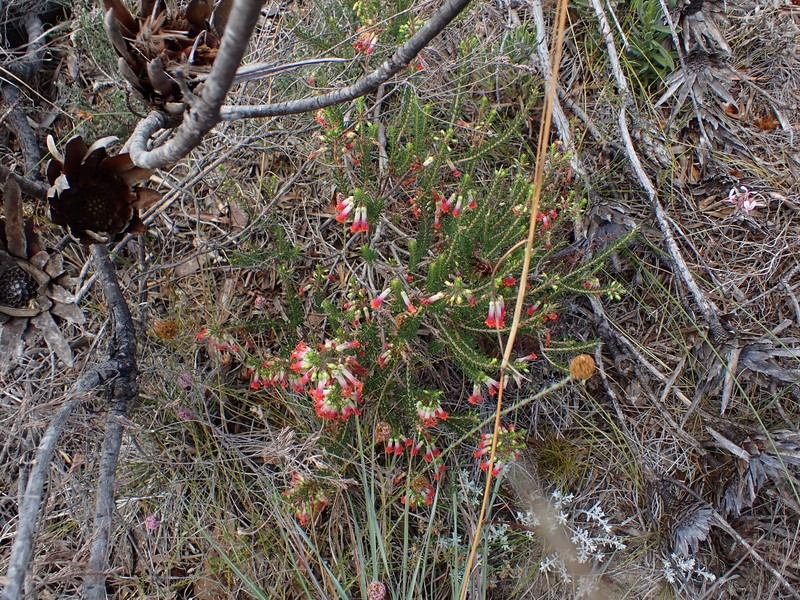 Erica regia subsp. regia photo 2