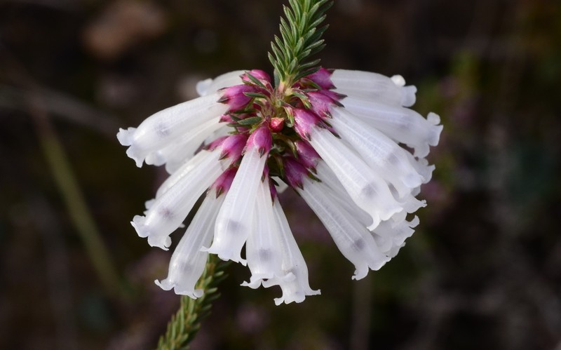 Erica regia subsp. regia photo 3