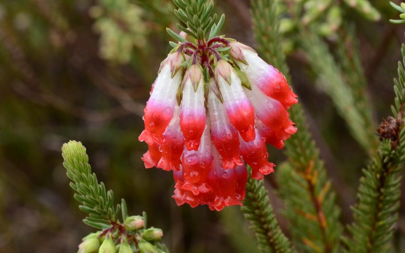 Erica regia subsp. regia photo 4
