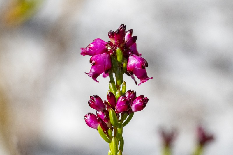 Erica rhopalantha var. rhopalantha
