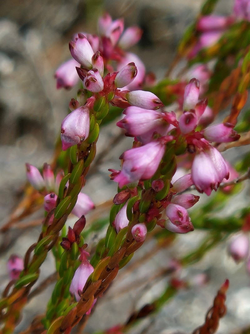 Erica rhopalantha var. rhopalantha photo 2