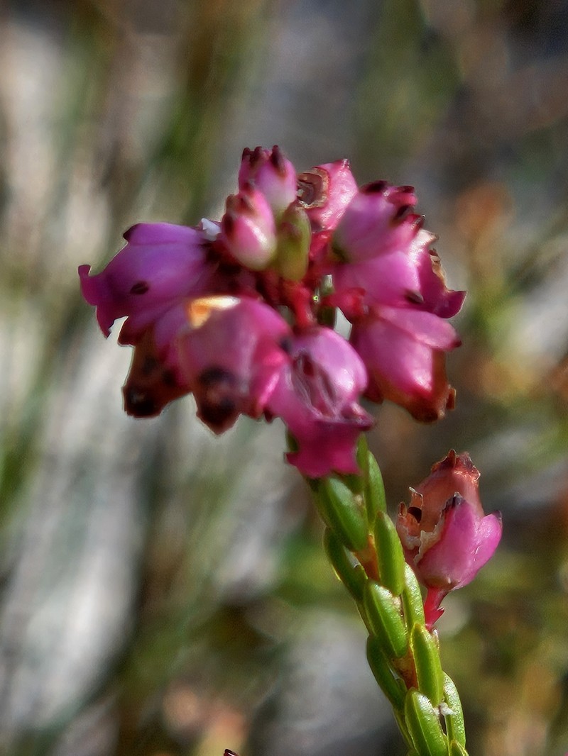 Erica rhopalantha var. rhopalantha photo 3