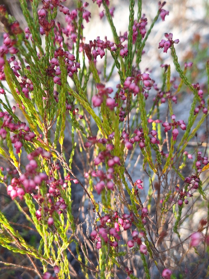 Erica rhopalantha var. rhopalantha photo 4