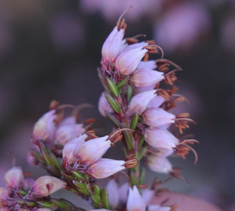 Erica rosacea subsp. rosacea