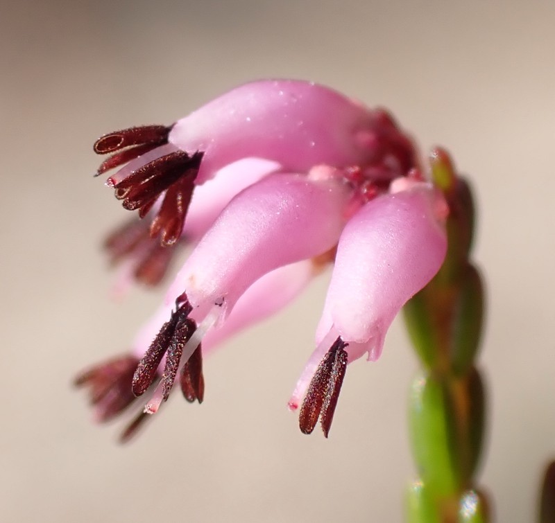 Erica rosacea subsp. rosacea photo 2