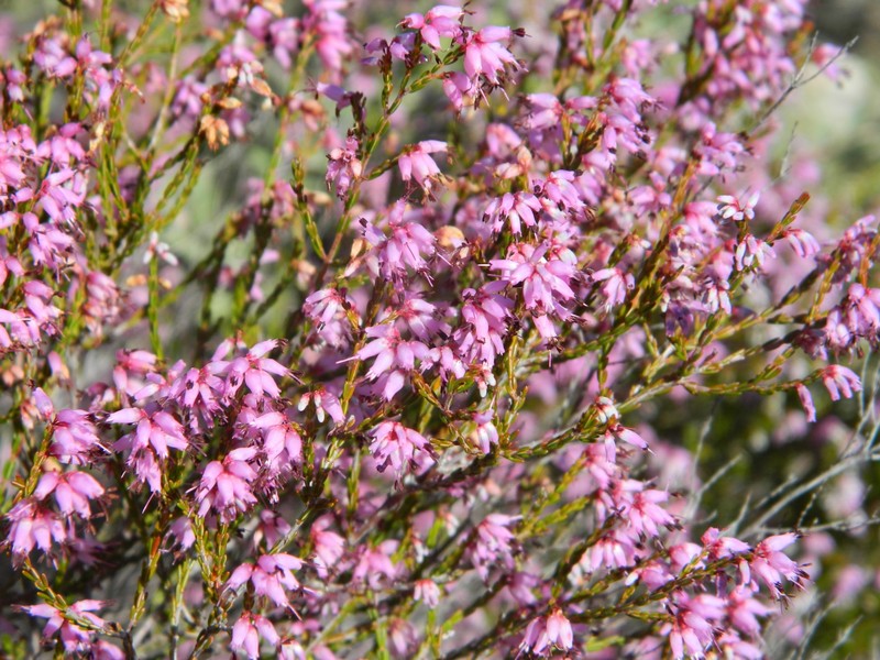 Erica rosacea subsp. rosacea photo 3