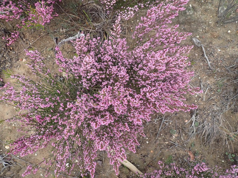 Erica rosacea subsp. rosacea photo 4
