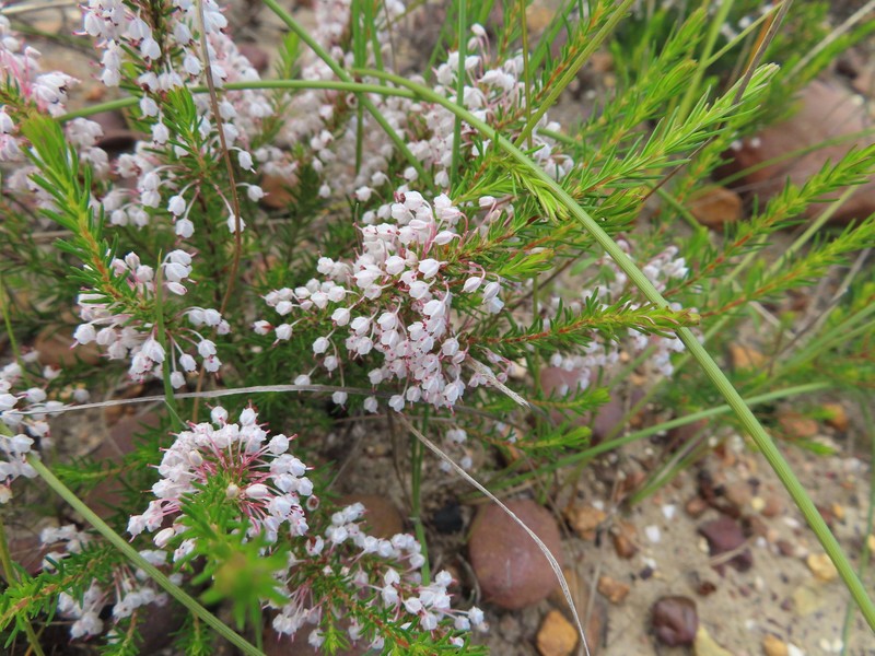 Erica rubiginosa var. rubiginosa