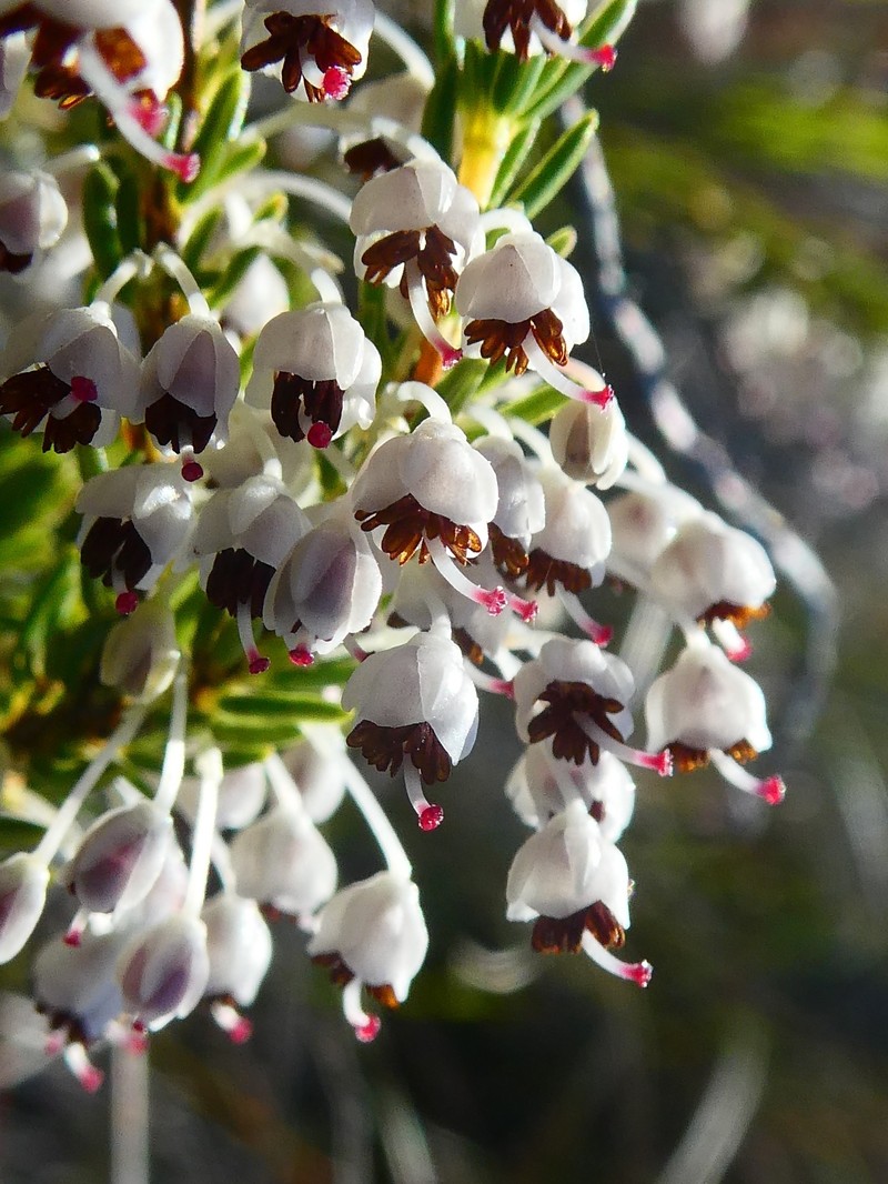 Erica rubiginosa var. rubiginosa photo 2