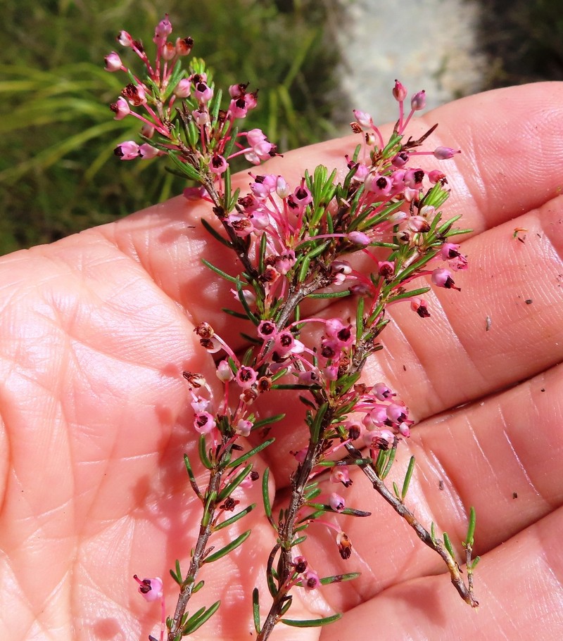 Erica rubiginosa var. rubiginosa photo 3