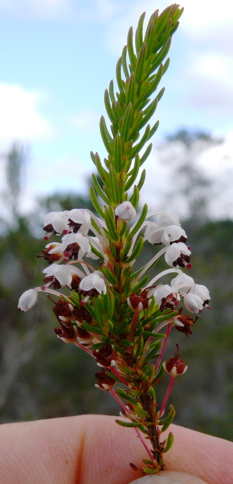 Erica rubiginosa var. rubiginosa photo 4