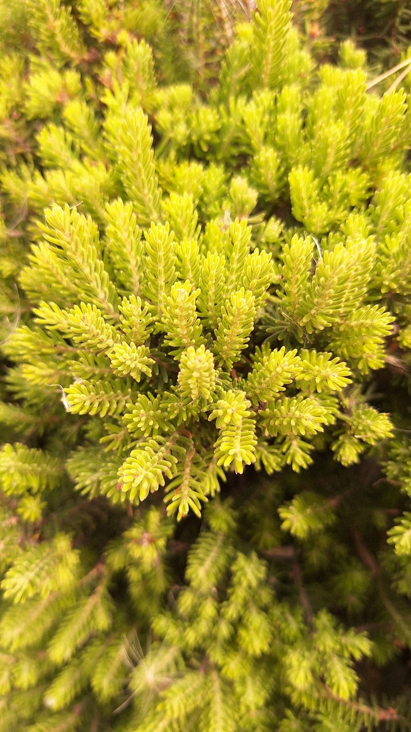 Erica sicula subsp. sicula