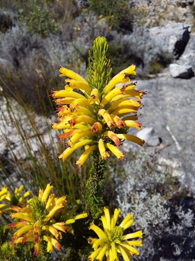 Erica situshiemalis
