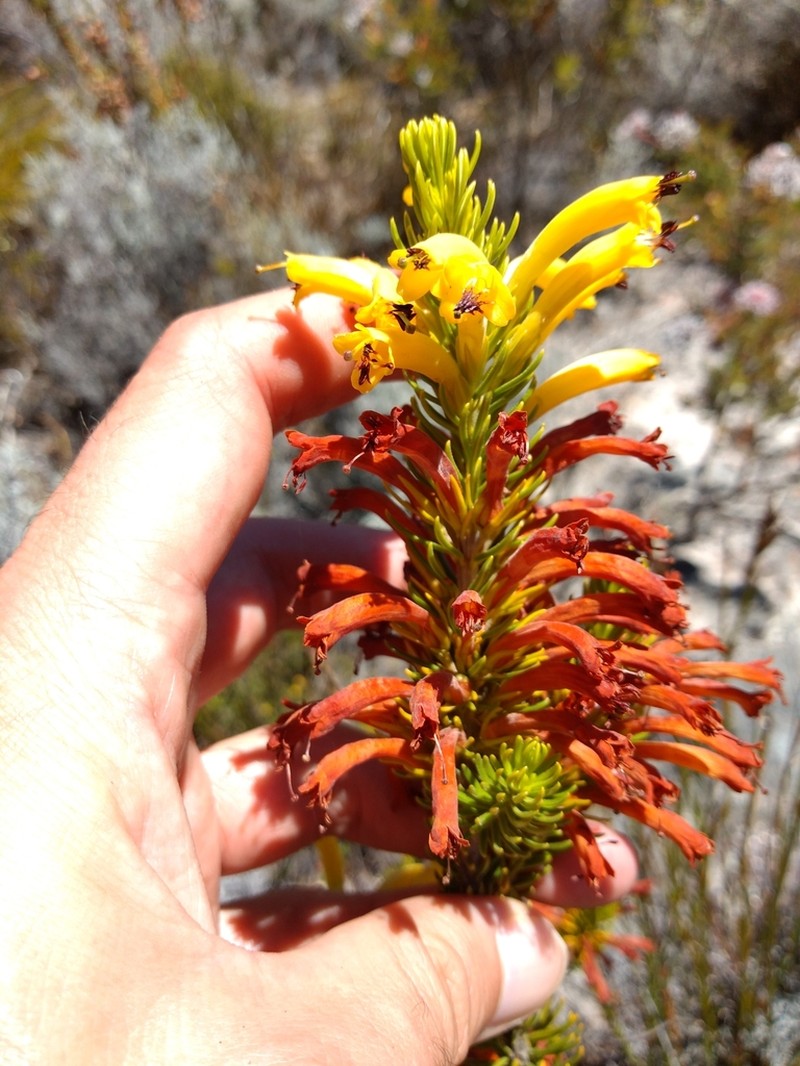 Erica situshiemalis photo 2
