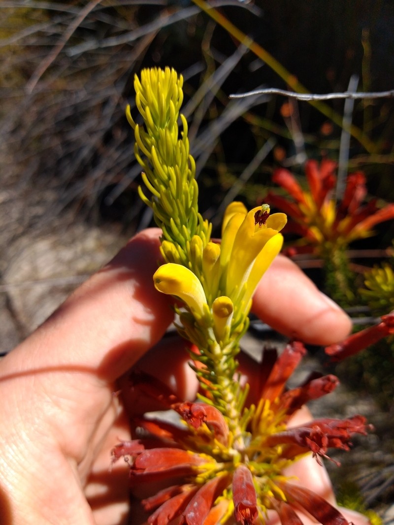 Erica situshiemalis photo 3
